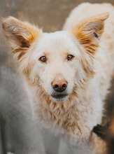 GIZA, Hund, Mischlingshund in Bulgarien - Bild 3