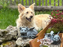 GIZA, Hund, Mischlingshund in Bulgarien - Bild 4