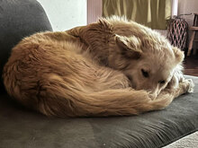 GIZA, Hund, Mischlingshund in Bulgarien - Bild 6