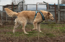 GIZA, Hund, Mischlingshund in Bulgarien - Bild 7