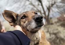 ROKO, Hund, Mischlingshund in Bulgarien - Bild 1