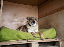 ROKO, Hund, Mischlingshund in Bulgarien - Bild 2