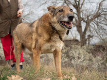 ROKO, Hund, Mischlingshund in Bulgarien - Bild 3