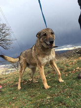 ROKO, Hund, Mischlingshund in Bulgarien - Bild 6
