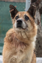 VIHREN, Hund, Mischlingshund in Bulgarien - Bild 1