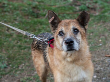 VIHREN, Hund, Mischlingshund in Bulgarien - Bild 2