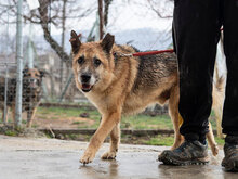VIHREN, Hund, Mischlingshund in Bulgarien - Bild 3