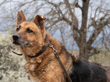 REKSI, Hund, Mischlingshund in Bulgarien - Bild 1