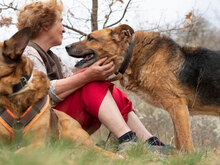 REKSI, Hund, Mischlingshund in Bulgarien - Bild 3