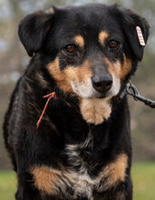 DZHUNI, Hund, Mischlingshund in Bulgarien - Bild 1