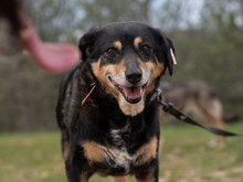 DZHUNI, Hund, Mischlingshund in Bulgarien - Bild 3