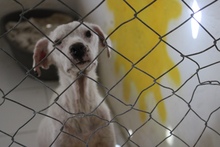 CASPER, Hund, Mischlingshund in Spanien - Bild 4