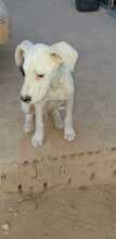 PETE, Hund, Mischlingshund in Spanien - Bild 15
