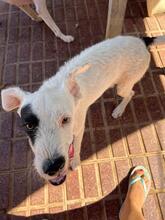 PETE, Hund, Mischlingshund in Spanien - Bild 19