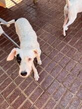 PETE, Hund, Mischlingshund in Spanien - Bild 20