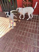 PETE, Hund, Mischlingshund in Spanien - Bild 21