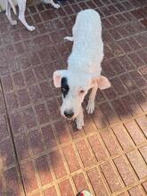 PETE, Hund, Mischlingshund in Spanien - Bild 23