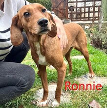 RONNIE, Hund, Mischlingshund in Bulgarien - Bild 1