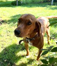 RONNIE, Hund, Mischlingshund in Bulgarien - Bild 2