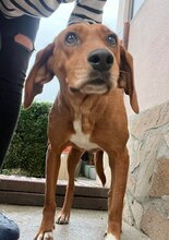 RONNIE, Hund, Mischlingshund in Bulgarien - Bild 6