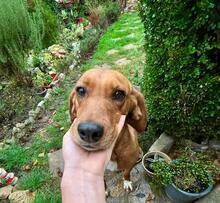RONNIE, Hund, Mischlingshund in Bulgarien - Bild 7
