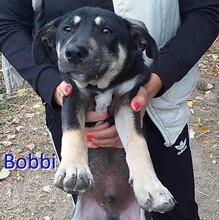 BOBBI, Hund, Mischlingshund in Bulgarien - Bild 1