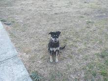BOBBI, Hund, Mischlingshund in Bulgarien - Bild 2