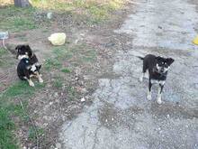 BOBBI, Hund, Mischlingshund in Bulgarien - Bild 4