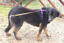 REGINA, Hund, Mischlingshund in Warringholz - Bild 4