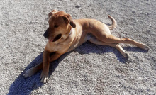 SCOOBYDOO, Hund, Mischlingshund in Italien - Bild 3