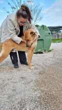 SCOOBYDOO, Hund, Mischlingshund in Italien - Bild 4