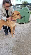 SCOOBYDOO, Hund, Mischlingshund in Italien - Bild 5