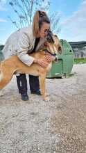 SCOOBYDOO, Hund, Mischlingshund in Italien - Bild 6