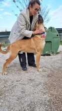 SCOOBYDOO, Hund, Mischlingshund in Italien - Bild 8