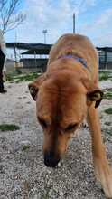SCOOBYDOO, Hund, Mischlingshund in Italien - Bild 9