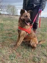 HAPPY, Hund, Mischlingshund in Ungarn - Bild 1