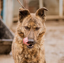 HAPPY, Hund, Mischlingshund in Ungarn - Bild 3