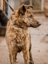 HAPPY, Hund, Mischlingshund in Ungarn - Bild 4