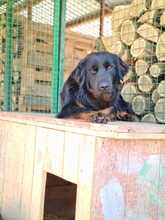RINGO, Hund, Mischlingshund in Kroatien - Bild 10