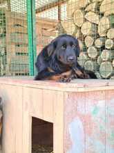 RINGO, Hund, Mischlingshund in Kroatien - Bild 7