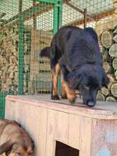 RINGO, Hund, Mischlingshund in Kroatien - Bild 8