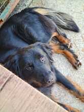 RINGO, Hund, Mischlingshund in Kroatien - Bild 9