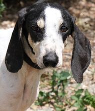 LILLIA, Hund, Mischlingshund in Zypern - Bild 1
