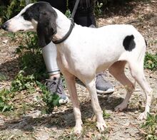 LILLIA, Hund, Mischlingshund in Zypern - Bild 2