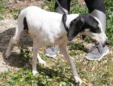 LILLIA, Hund, Mischlingshund in Zypern - Bild 4