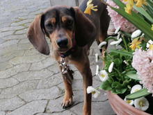 ARABELLA, Hund, Mischlingshund in Seßlach - Bild 1