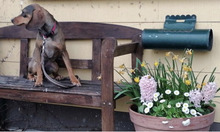 ARABELLA, Hund, Mischlingshund in Seßlach - Bild 5