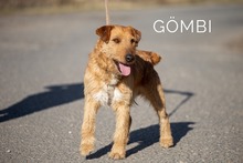 GÖMBI, Hund, Mischlingshund in Ungarn - Bild 2