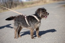 JASPER, Hund, Mischlingshund in Ungarn - Bild 3