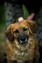CHEWIE, Hund, Mischlingshund in Ungarn - Bild 1